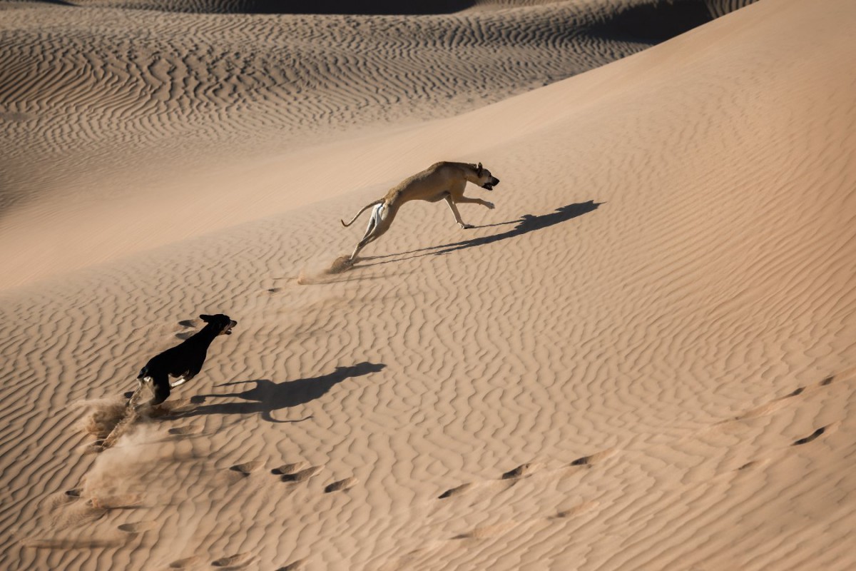 サウジアラビアで発見された犬の家畜化の証拠