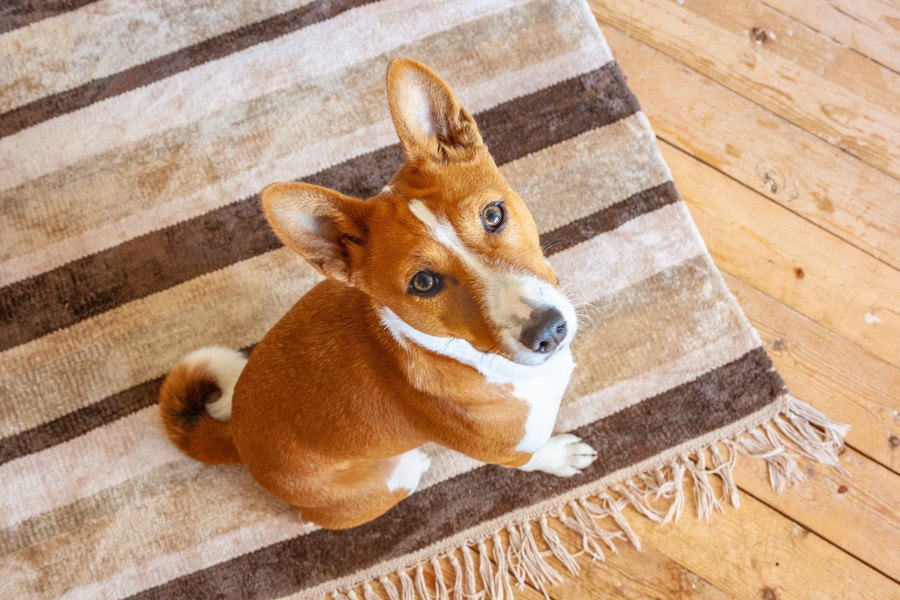 犬にとって危険な『床』の特徴３選！あなたの家の床、愛犬のためになっていますか？