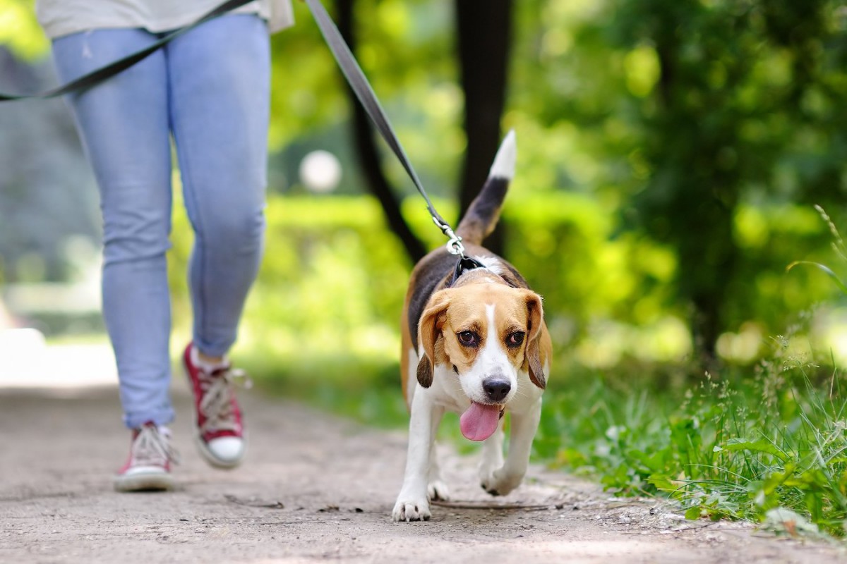 犬がお散歩で飼い主よりも前に歩く『4つの心理』 気を付けるべきパターンや注意点とは