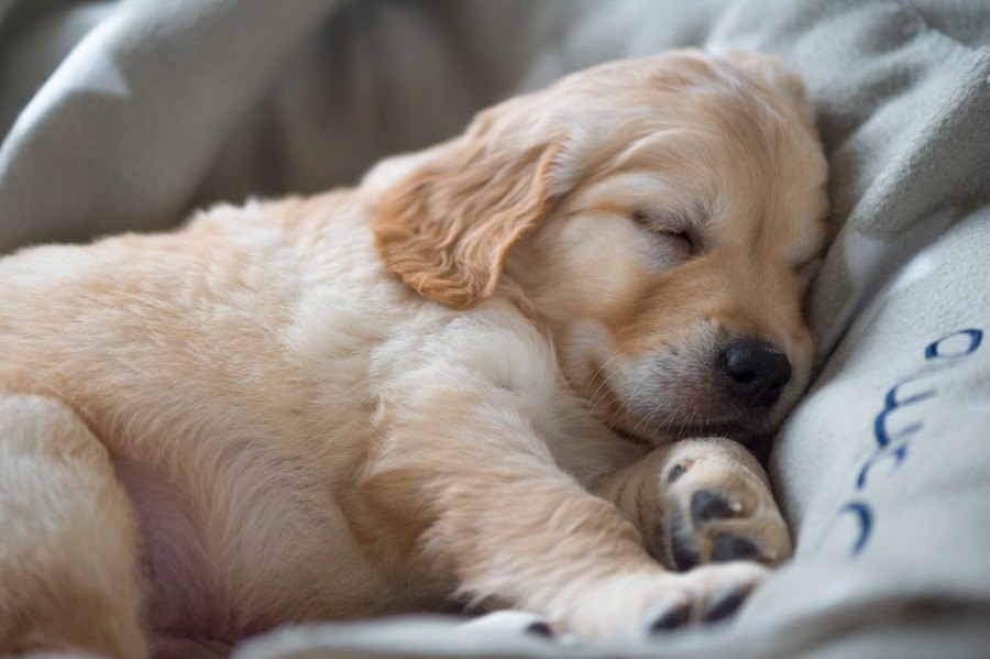 犬が寝ている時にしてはいけない『絶対NG行為』４選