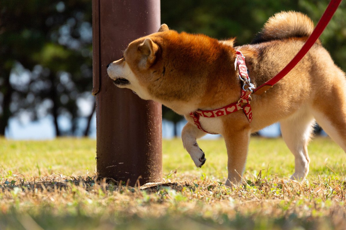 なぜ犬は散歩中に地面や壁を嗅ぐの？4つの理由と飼い主が気を付けるべきポイント