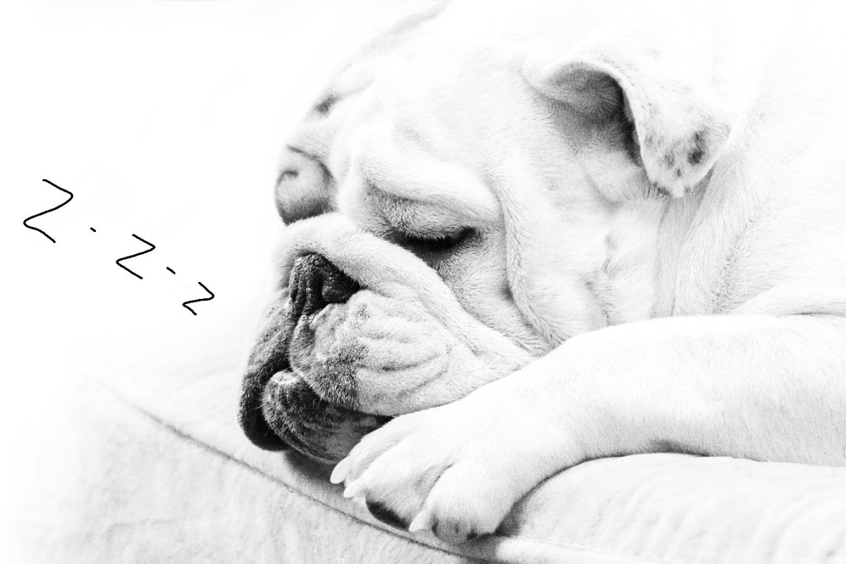 犬がいびきをかく原因とは？いびきをかきやすい犬種や対処法を解説