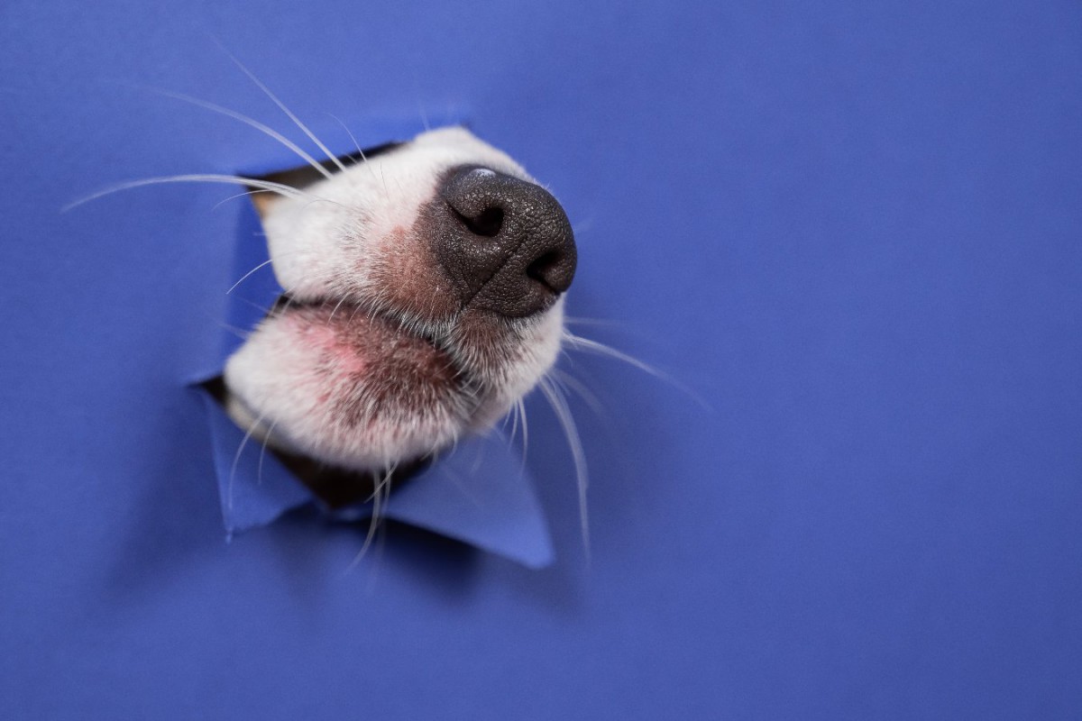 犬が鼻を鳴らす心理７選！『フンッ』『ピーピー』『グーグー』それぞれの音による意味とは？