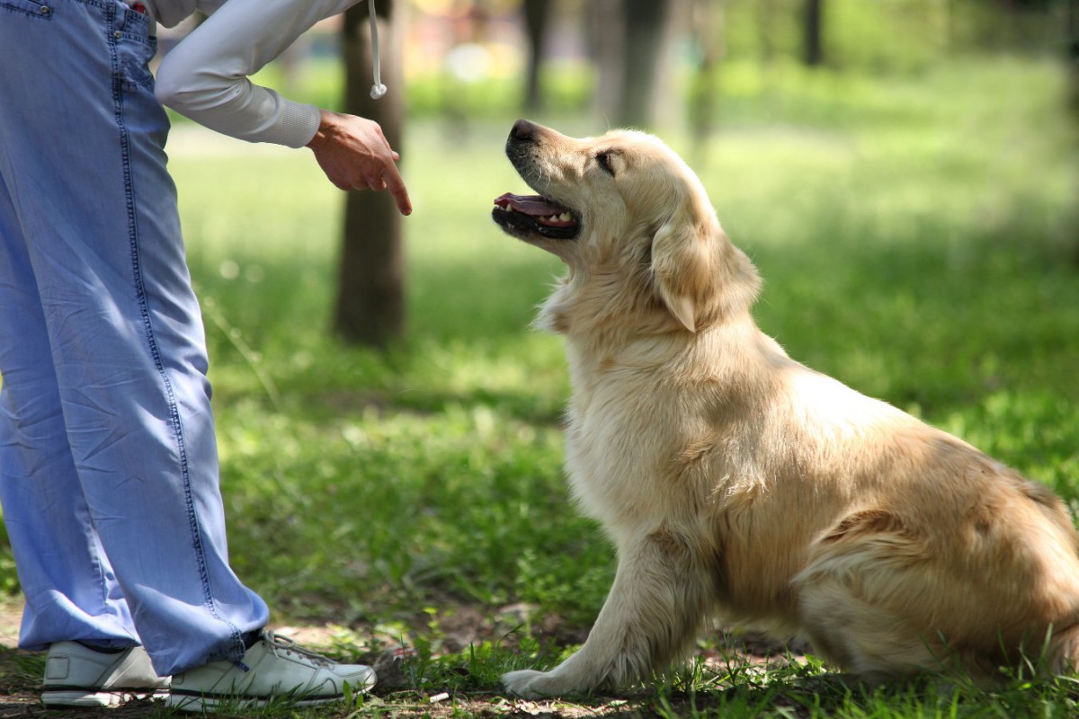 犬に『呼び戻し』を教えることの重要性3つ！様々なリスクが大幅に減るメリット