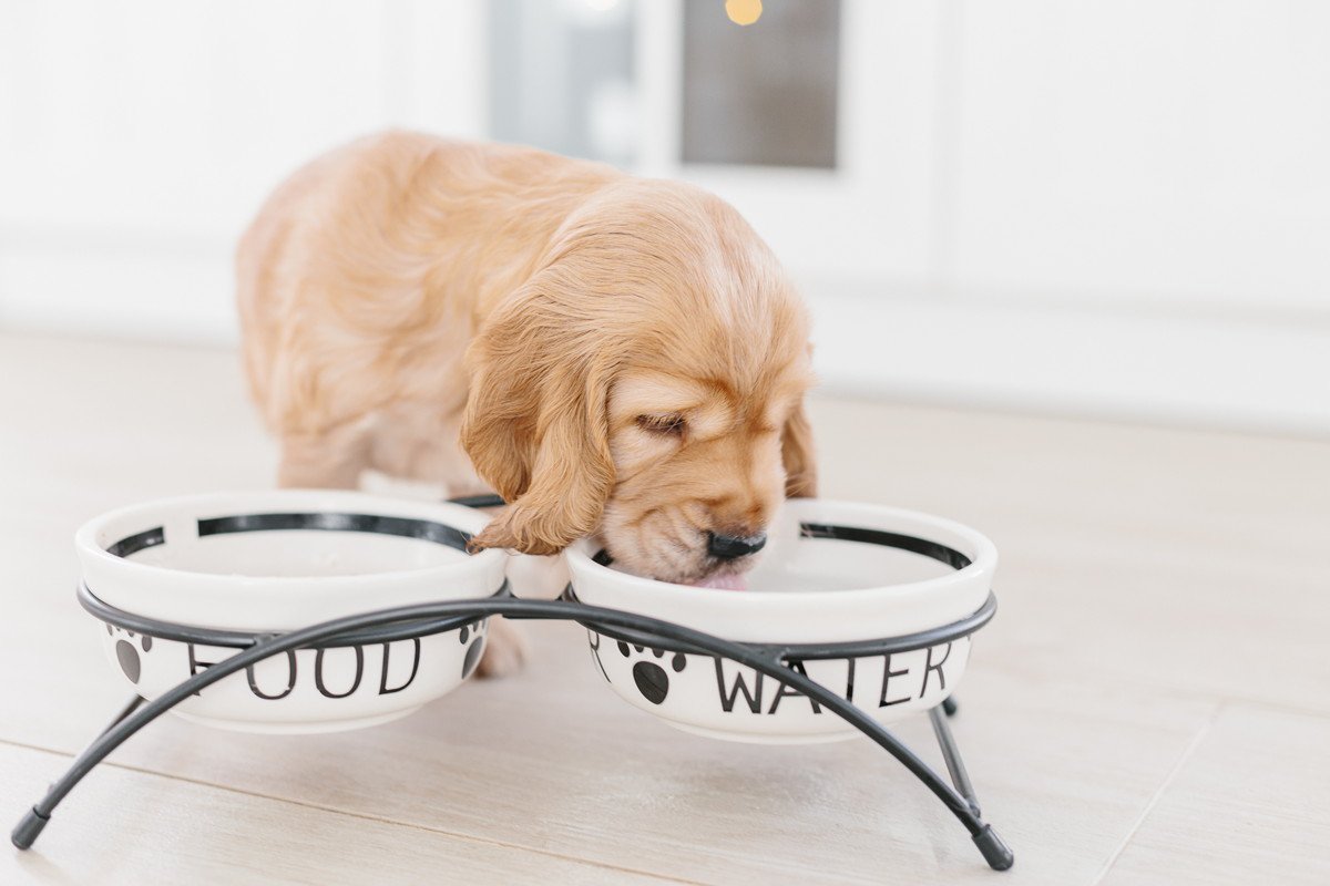 犬の飲み水は毎日交換すべき？変えないことによるリスクは？