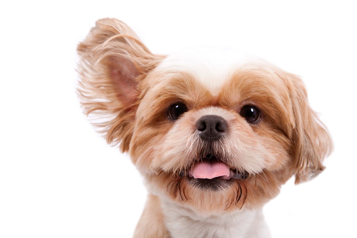 犬が『耳を動かしている』時の心理4選！形や挙動で知る愛犬の気持ち