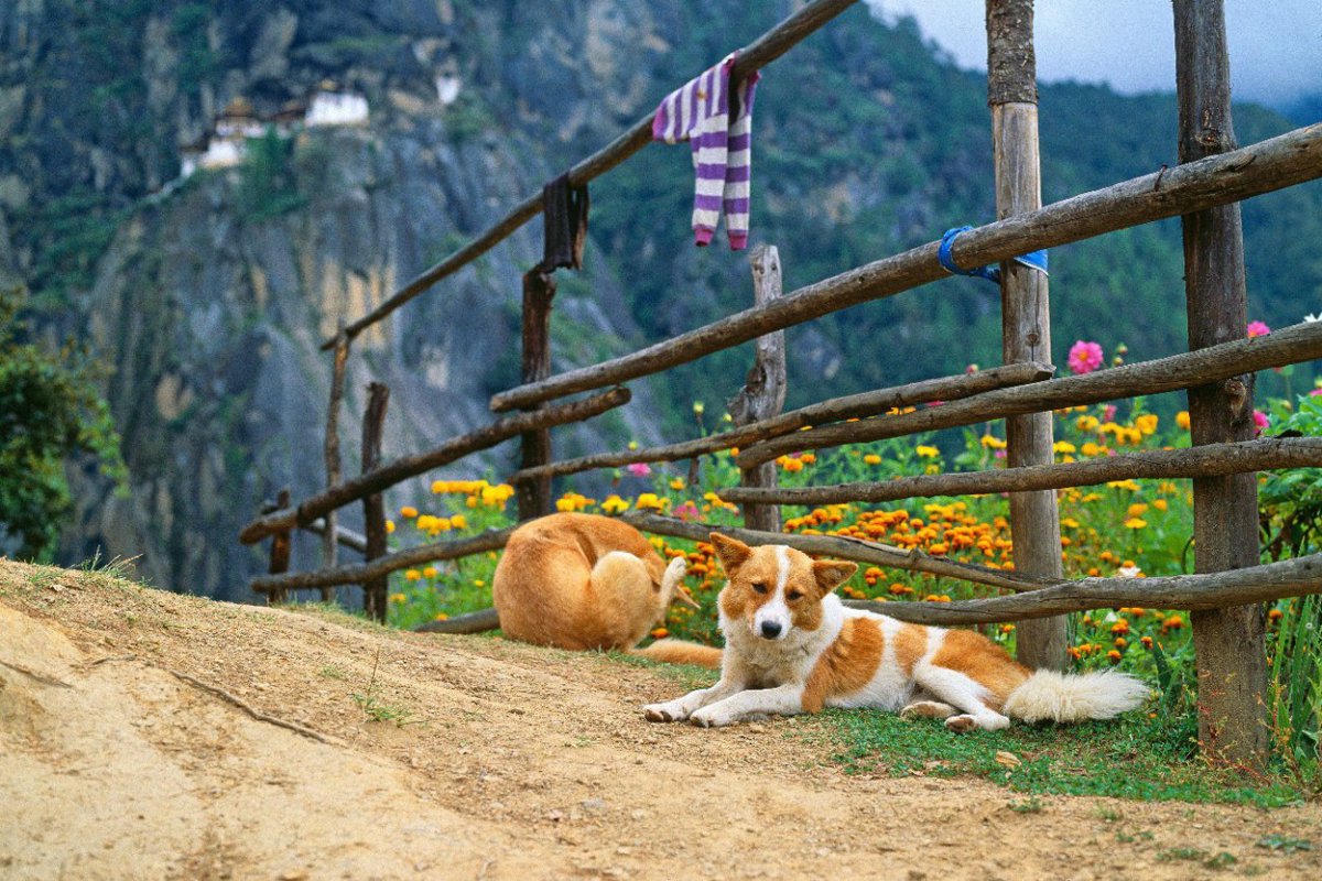 集落犬に不妊化手術とワクチンを100％達成したブータン王国