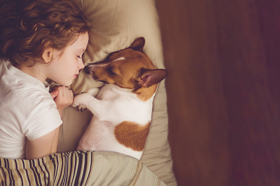 犬が一緒に寝てくれない…主な心理と対処法