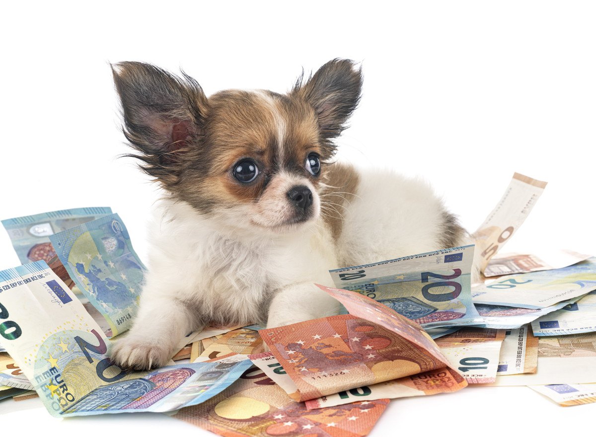 犬を飼うのに『必要なお金』ってどのくらい？事前に知っておくべき出費のこと