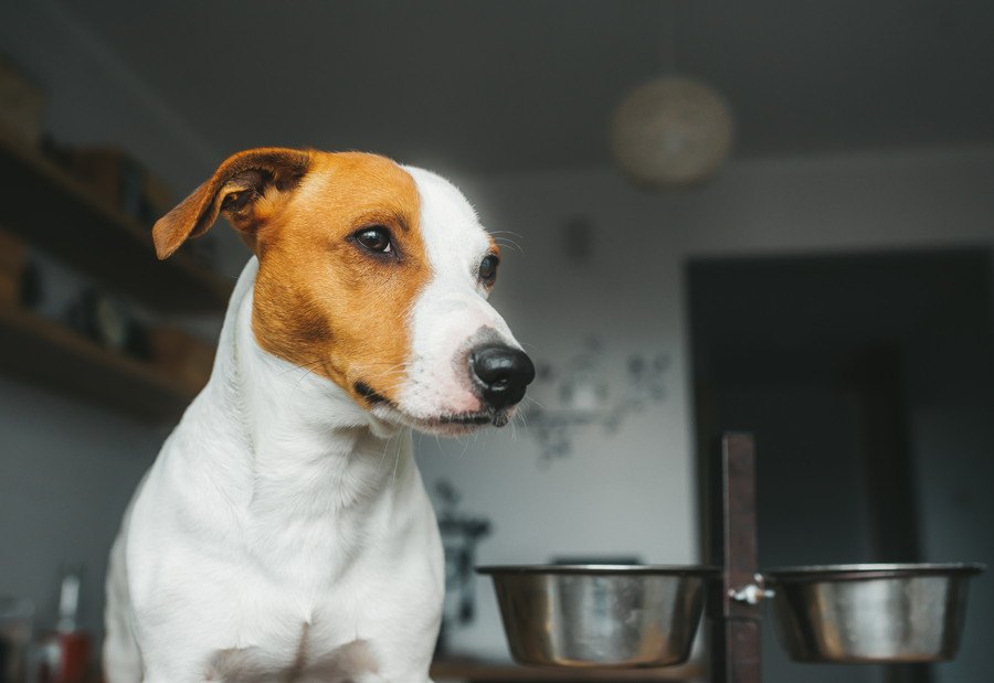 犬の食器の高さ、最も正しい位置はどこ？測り方や食器を選ぶコツを解説