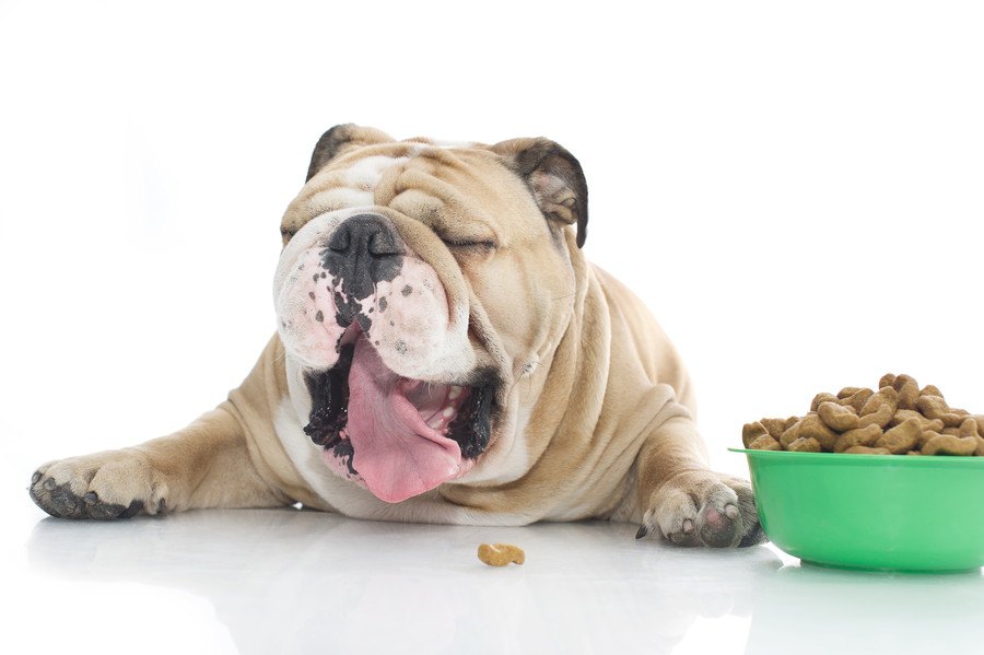 犬が『ご飯をだらだら食べる』原因とは？よくない理由と改善する方法