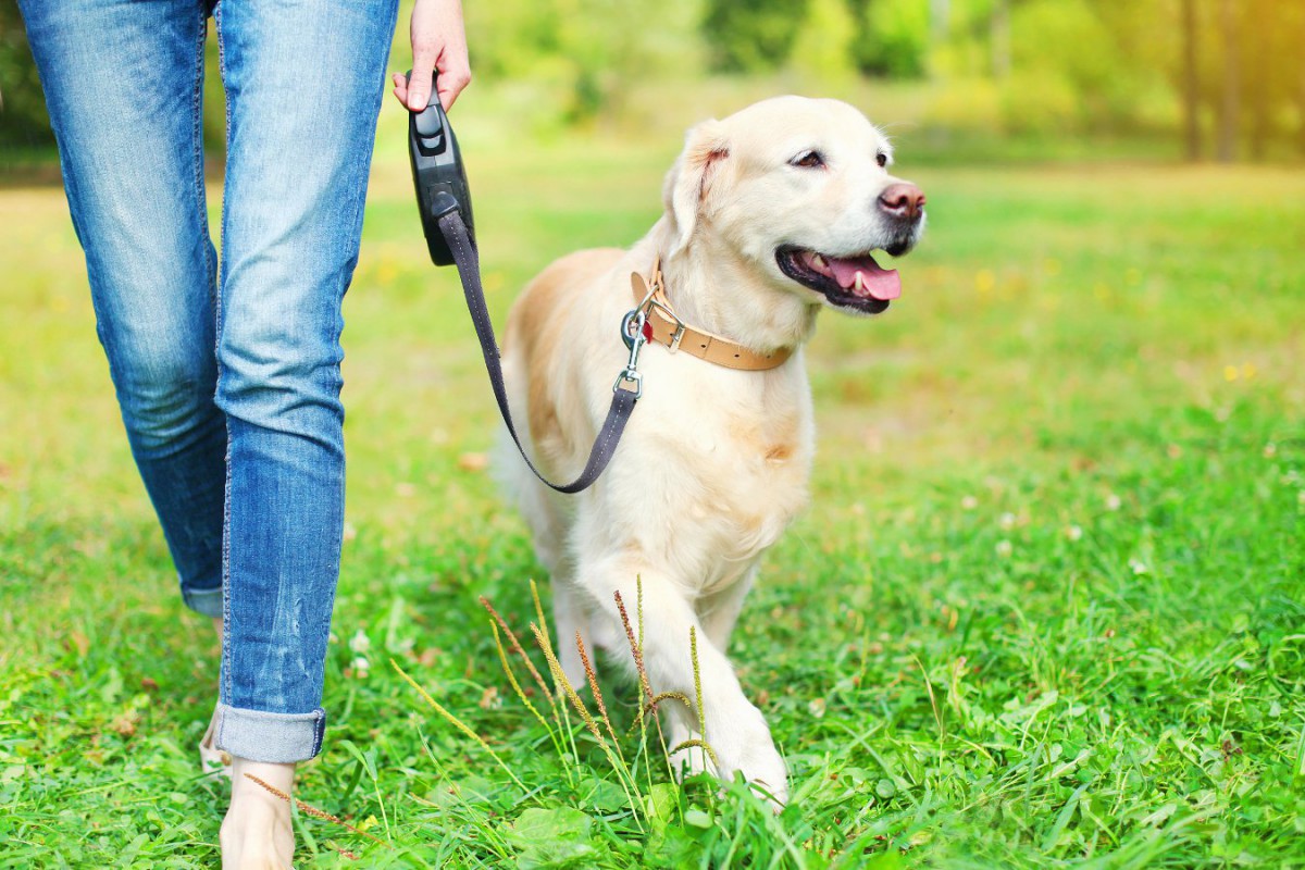 犬の"歩き方"でも心理がわかる！パターン別の気持ちや病気の可能性を解説