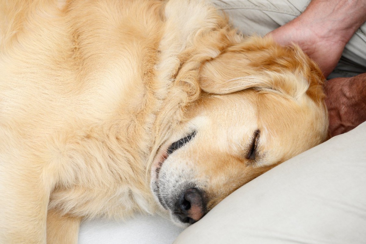 愛犬との関係性は飼い主の心の幸福にどれくらい影響する？【研究結果】