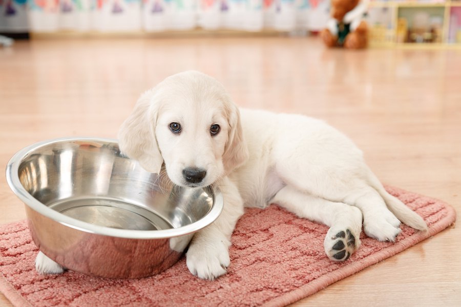 犬が使う食器は洗うべき？どのくらいの頻度で洗えばいい？
