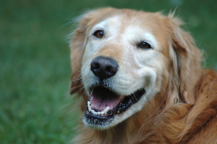 犬の加齢性疾患のための遺伝子治療に青信号、心臓病などに期待