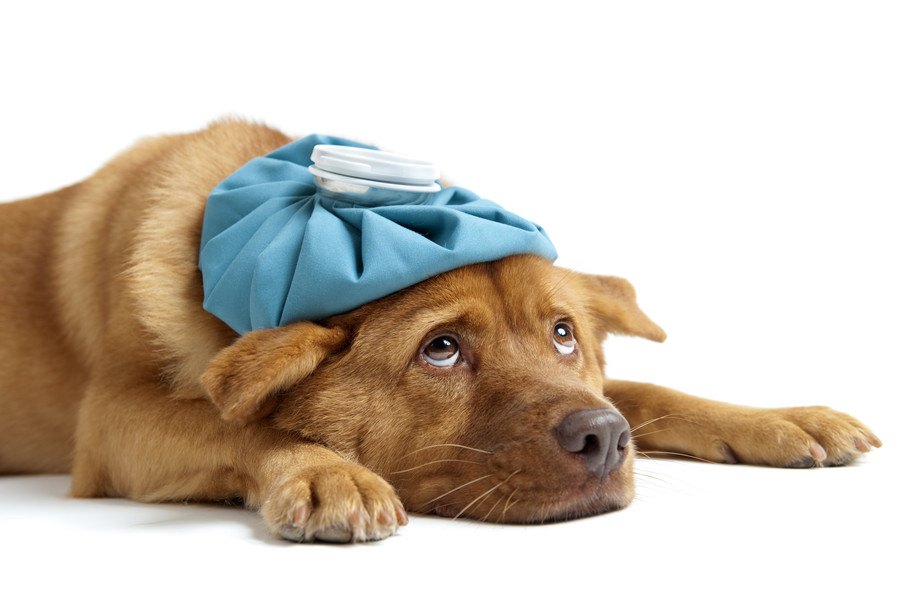 老犬のてんかんの症状と対処法