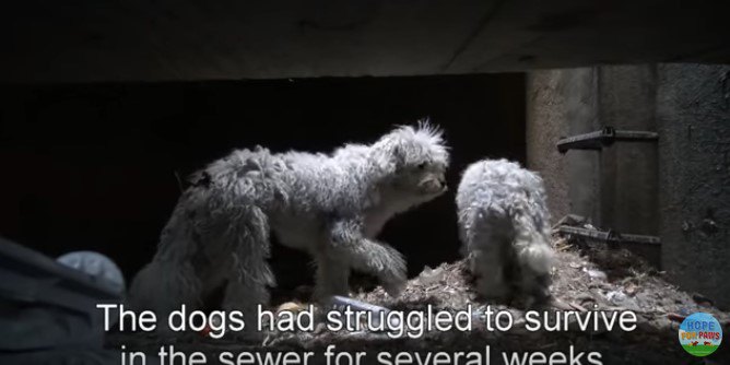 狭い排水トンネルで抵抗する小型犬兄弟をつかまえるのは大変！