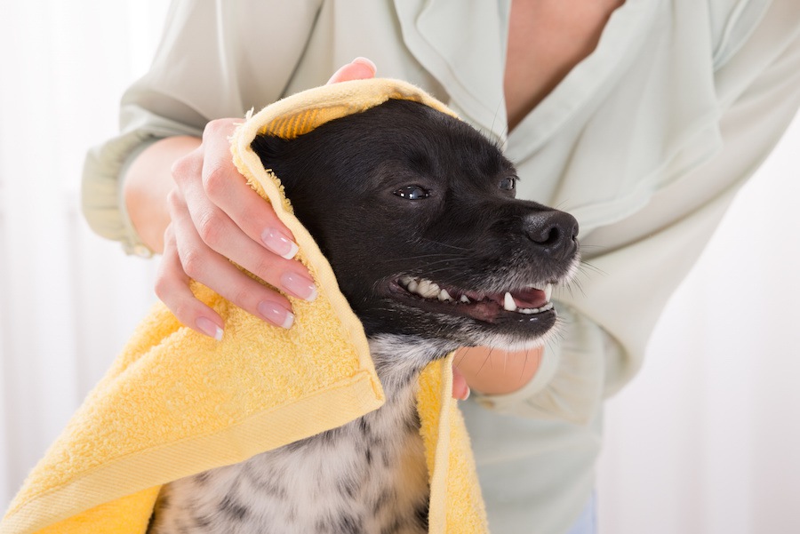 洗いすぎは危険？！愛犬を洗う理想の頻度は？