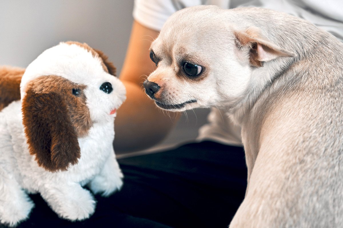 なぜ犬はおもちゃに唸るの？怒ってる？4つの理由を解説
