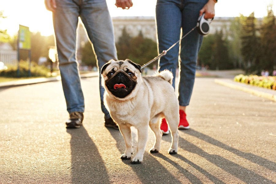 犬の散歩中によくある『トラブル』３つ！他人にも配慮した行動が大切