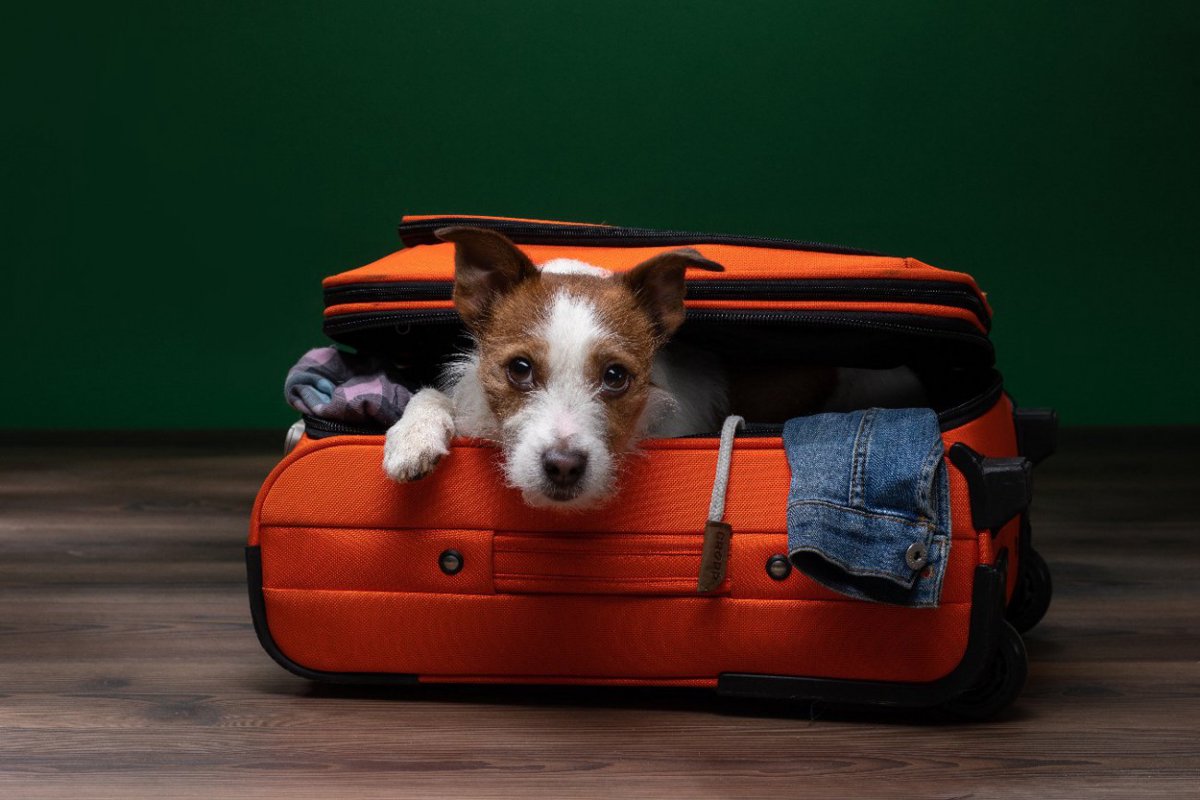 犬との旅行における『5つのタブー』 絶対にしてはいけないNG行為と安全に楽しむためのコツ