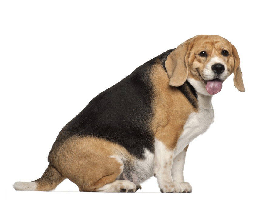 太り気味の犬に起こる可能性がある7つの体調不良・病気