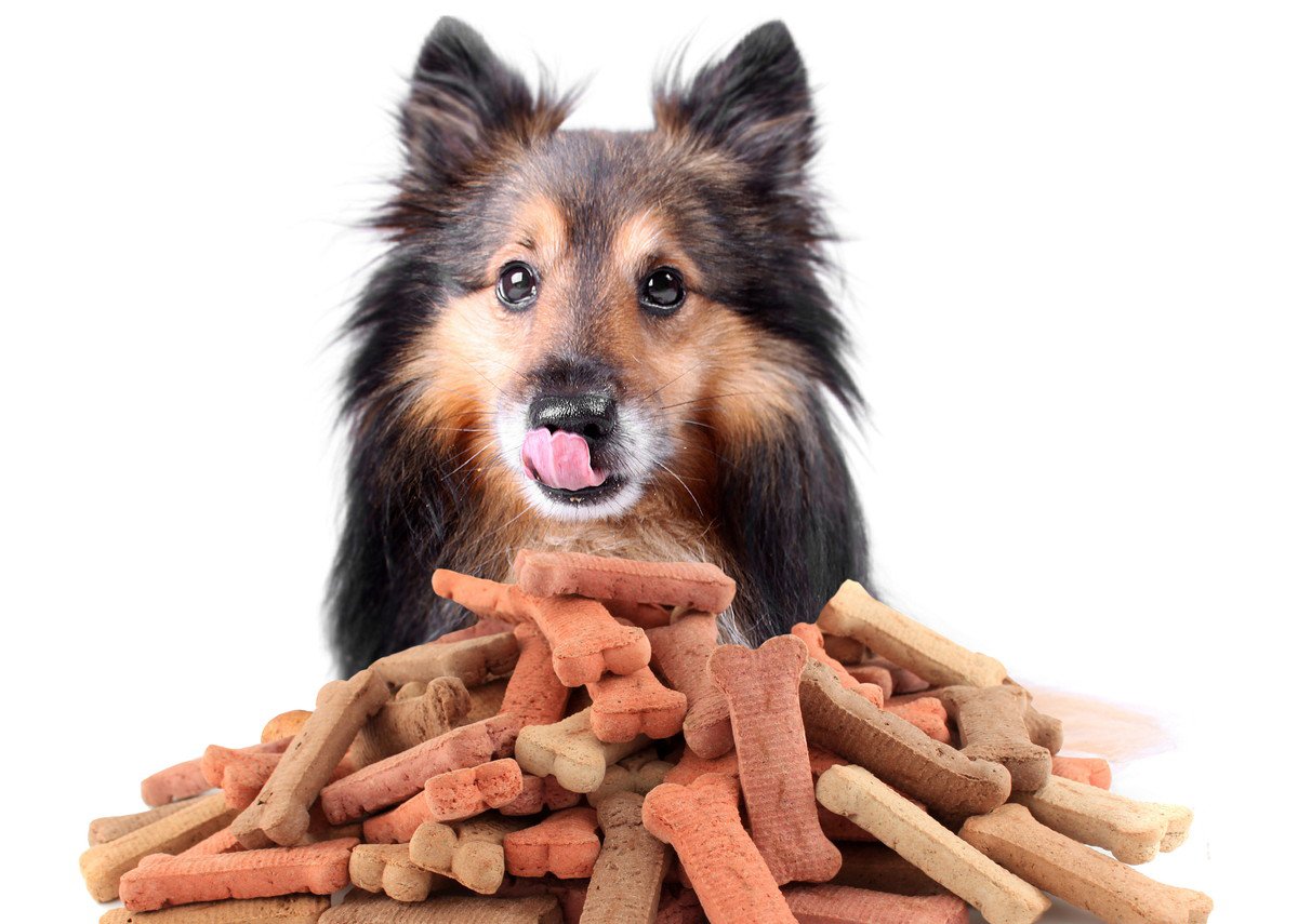 犬におやつを与える時のNG行為4選！過剰に食べさせるリスクや適切な量は？