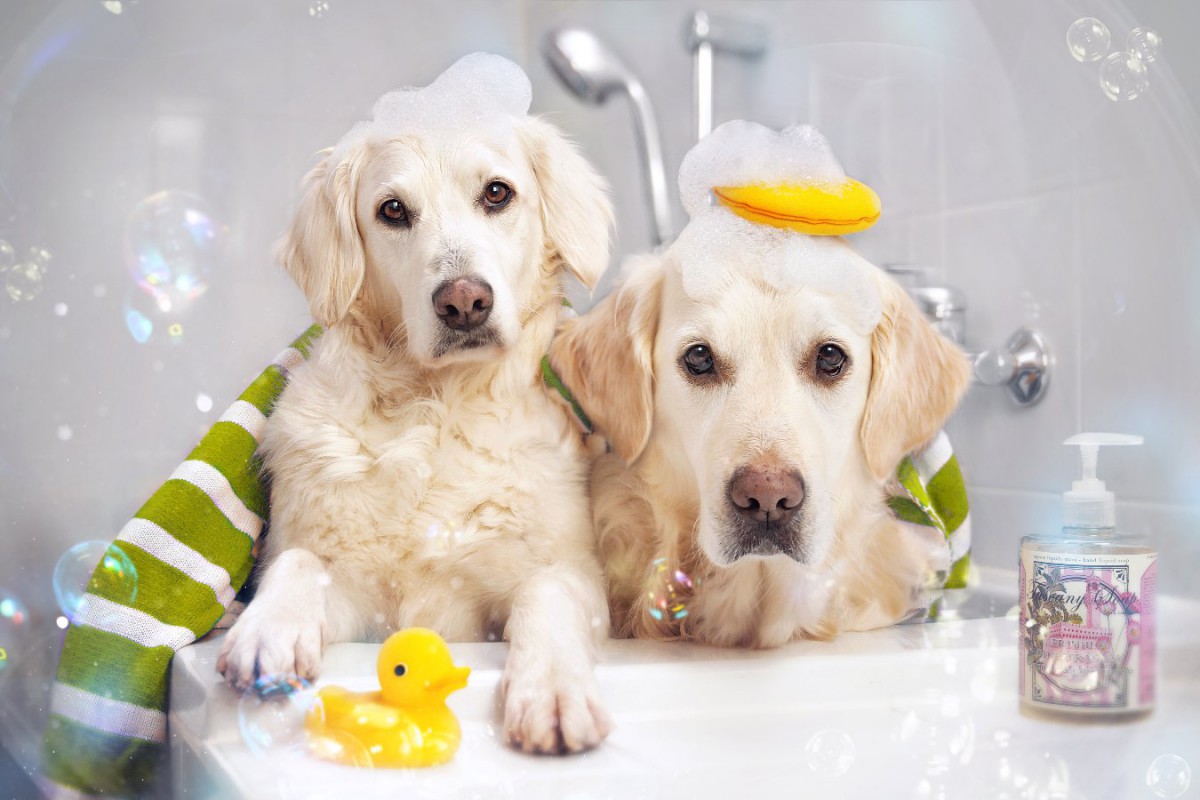 犬のお風呂の頻度は？決める時の基準や注意点、洗う回数を減らすコツ