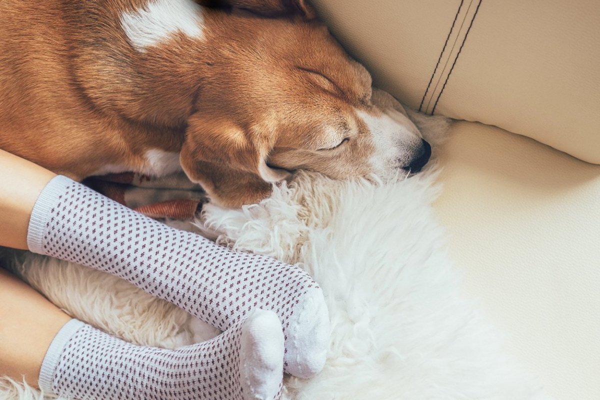 犬が人の『足元』で眠る理由とは？寝場所によって心理が異なるって本当？