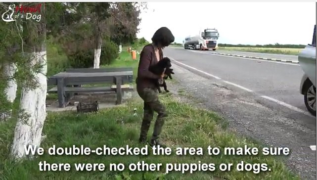 交通量の多い道路に遺棄された3匹の子犬