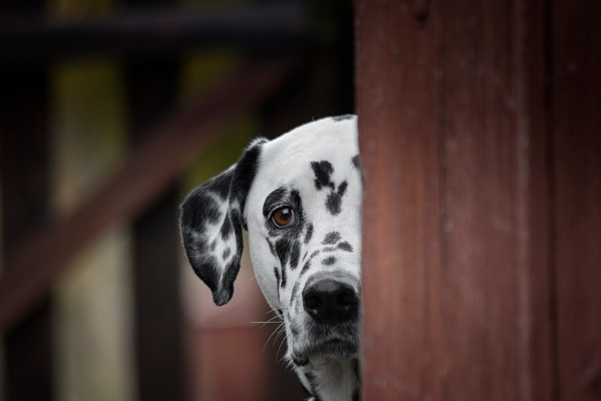 愛犬が怖がる…近所の工事やお祭りでの『騒音』にできる対策3つと必要な配慮を解説