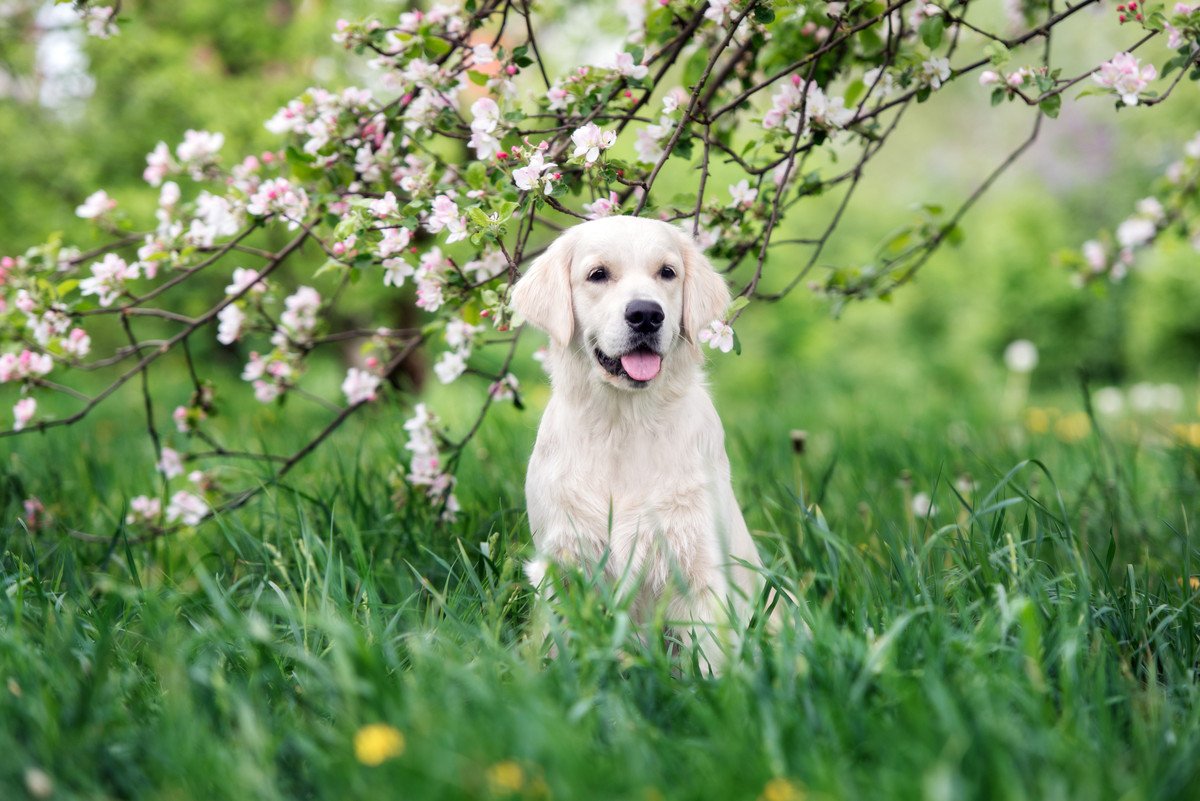 春に起こる『犬の熱中症』とは？注意すべき危険な症状や予防法まで詳しく解説