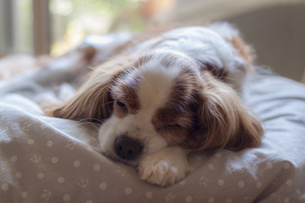 犬の床ずれ┃症状や原因、予防法やグッズの選び方について
