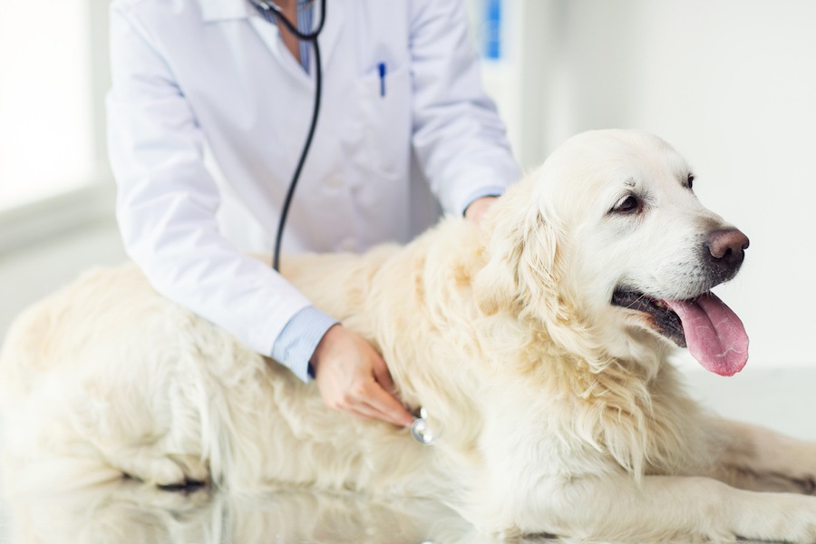 犬のゲノム研究が筋ジストロフィーの治療に希望の光を！