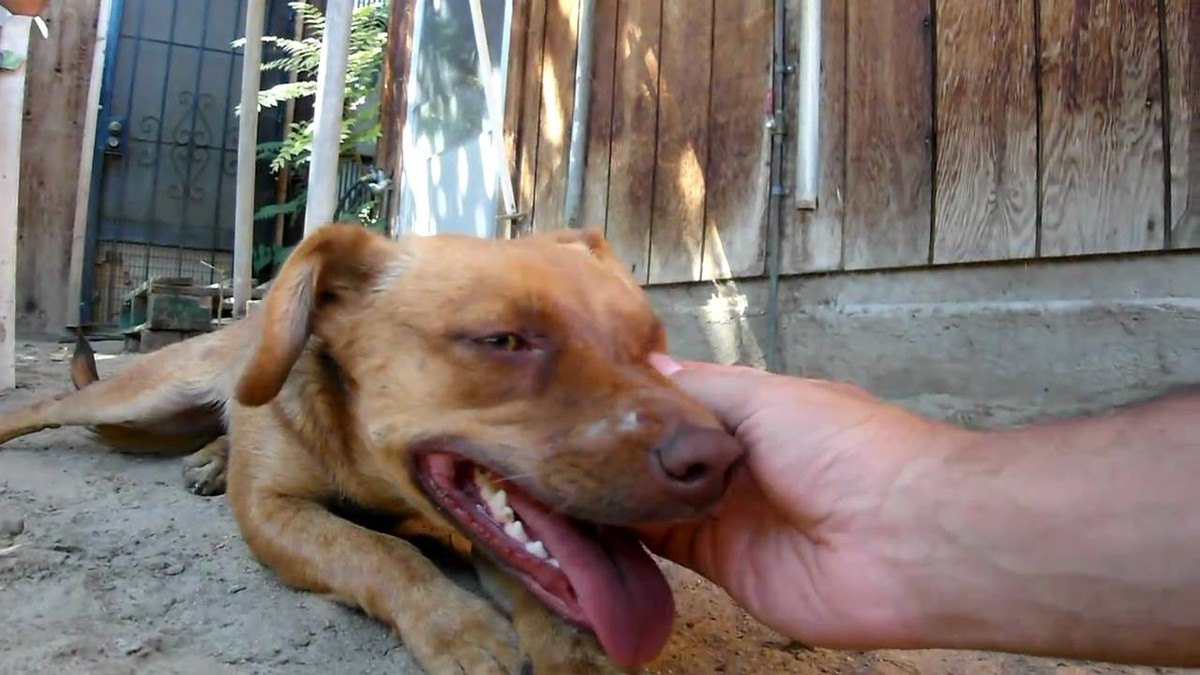高温の乾燥地帯に水もなく捨てられた犬。人がつなぐ命を救うミッション！