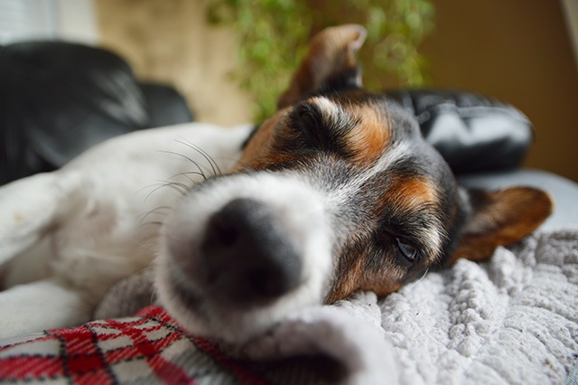 突然の血便…愛犬のコクシジウム症闘病記