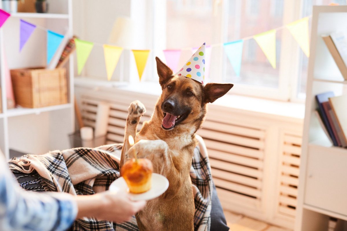 愛犬を絶対喜ばせる『誕生日の祝い方』6選