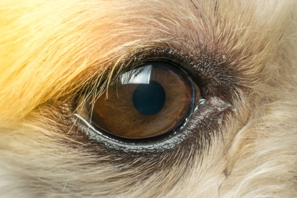 犬の角膜ジストロフィー(角膜変性症)の症状は？原因や治療法について