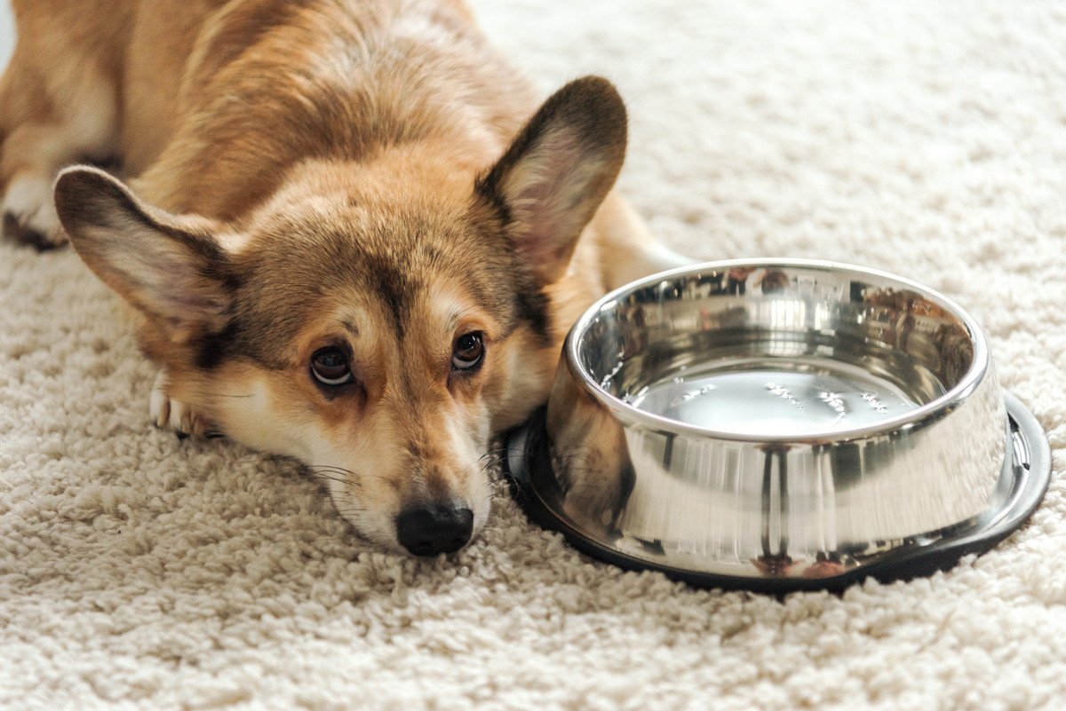 犬があまり水を飲まない！その理由と脱水症状を防ぐためにできる4つの工夫