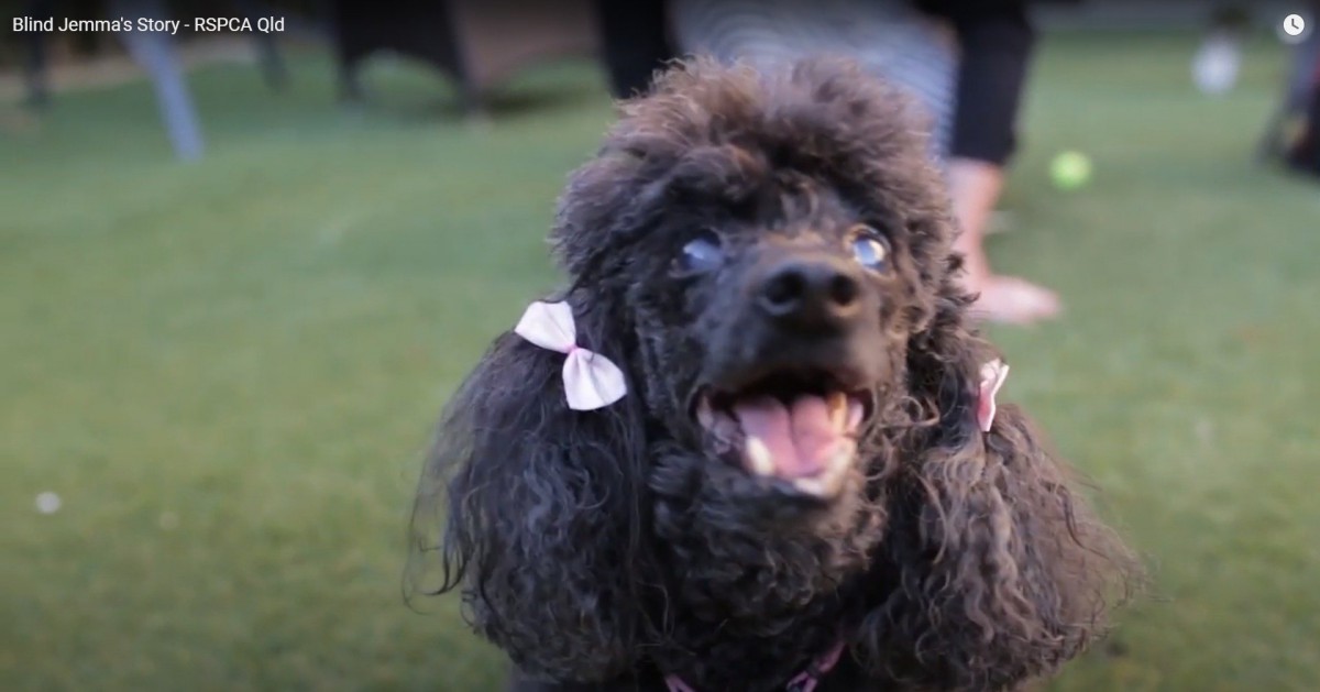 子犬工場から救われた盲目のトイプードルが幸せなセカンドライフへ！