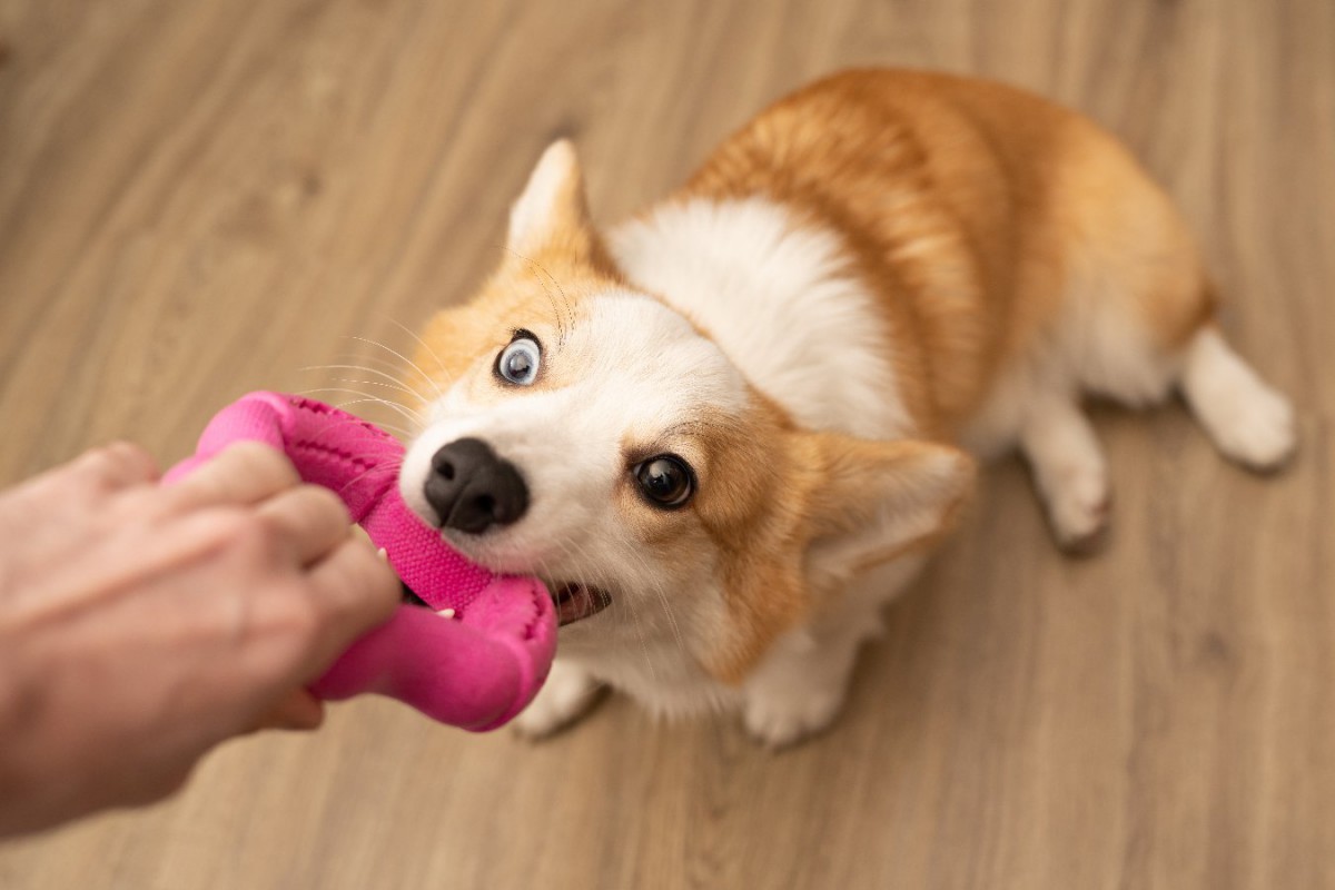 犬が『おもちゃを咥えて離さない』理由と適切な対処法！無理やり取り上げていいの？