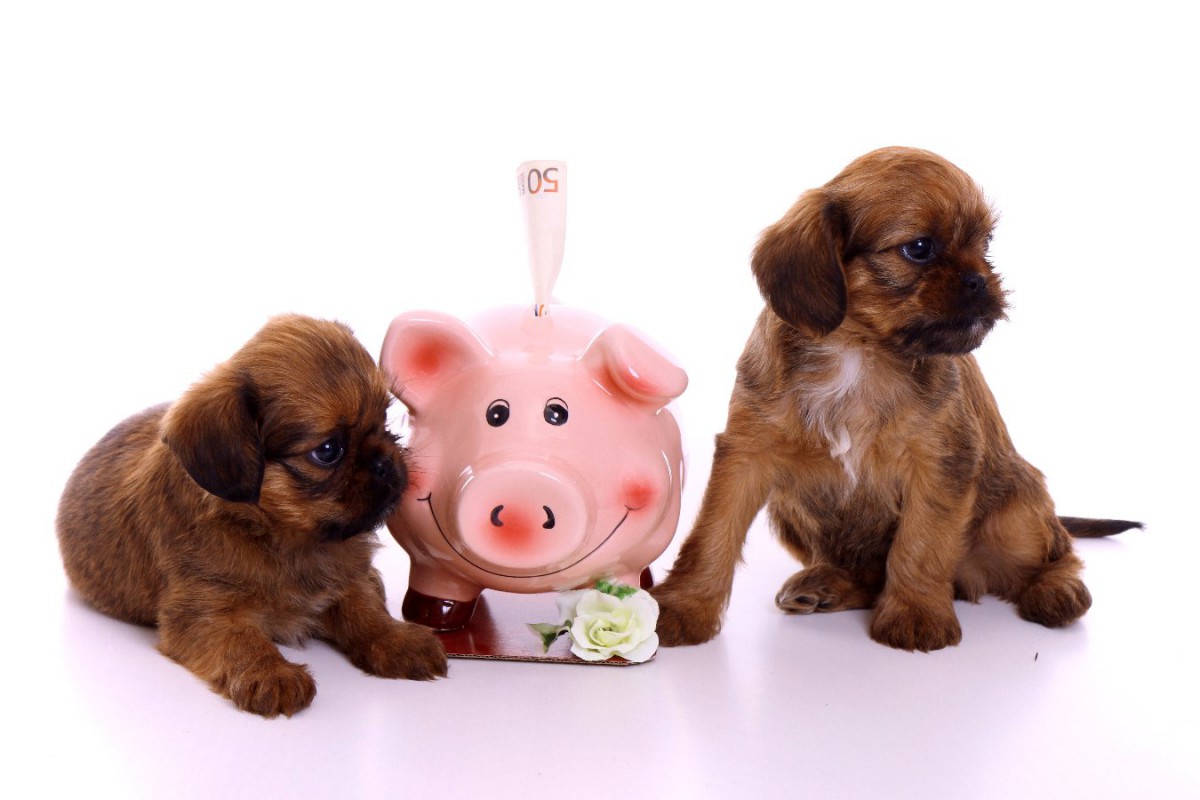 『お金がたくさん必要な犬』5選！他の犬よりも支出が多いワンコの特徴とは？