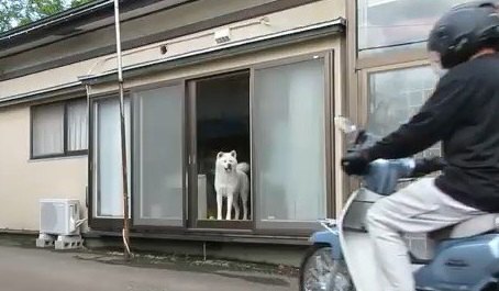 窓を見ながら飼い主の帰りを待ち続ける秋田犬