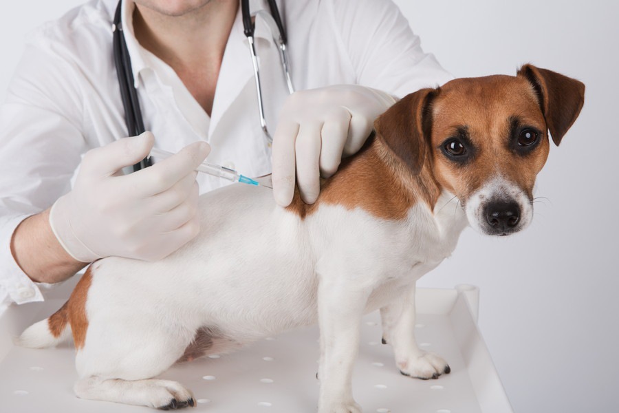 犬を飼ったら登録と狂犬病ワクチンを！