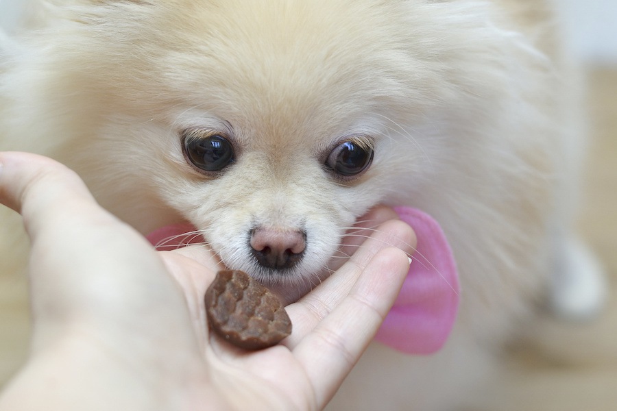 犬が食べるおやつのカロリーの目安とは？