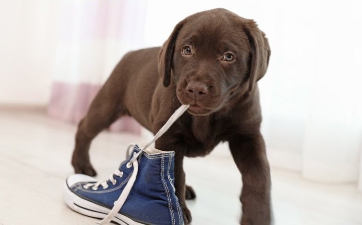 犬が飼い主の服や靴を噛んでしまう理由５つ