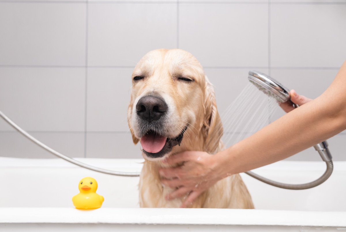 『シャワー好きな犬』が見せる行動3選　お風呂嫌いなワンコを克服させるための対策も