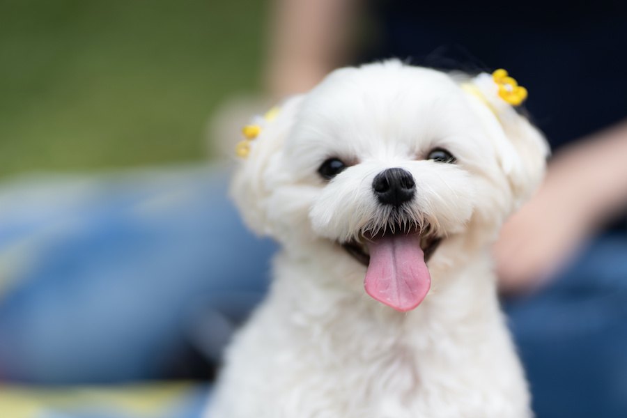 犬が『笑顔』になる時はこんな心理が隠されていた！あまり良くない意味もあるって本当？
