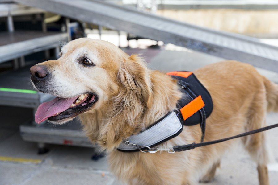 アメリカの航空会社が介助犬とのフライトの無料訓練体験を実施