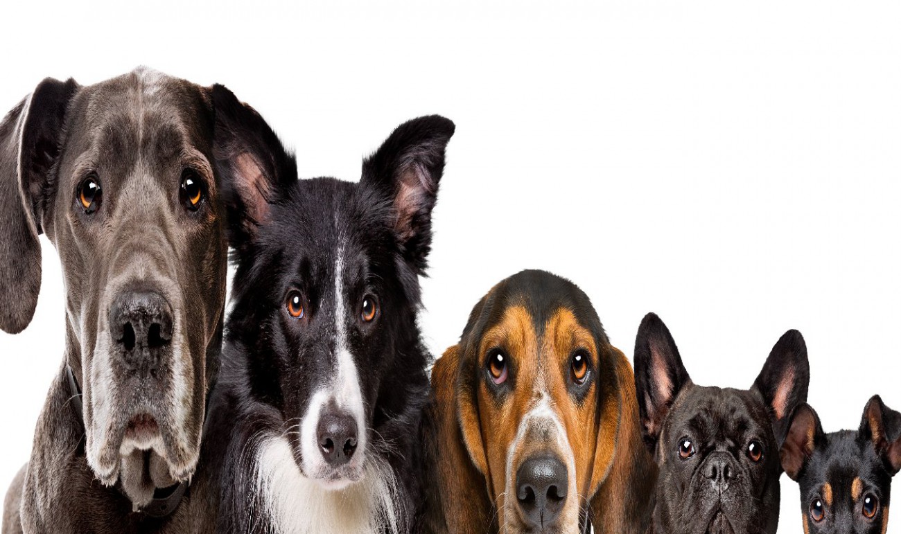 犬のサイズはさまざまな病気の履歴と関連しているという研究結果